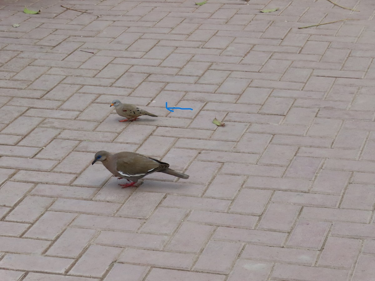 kvekkedue - ML644246937