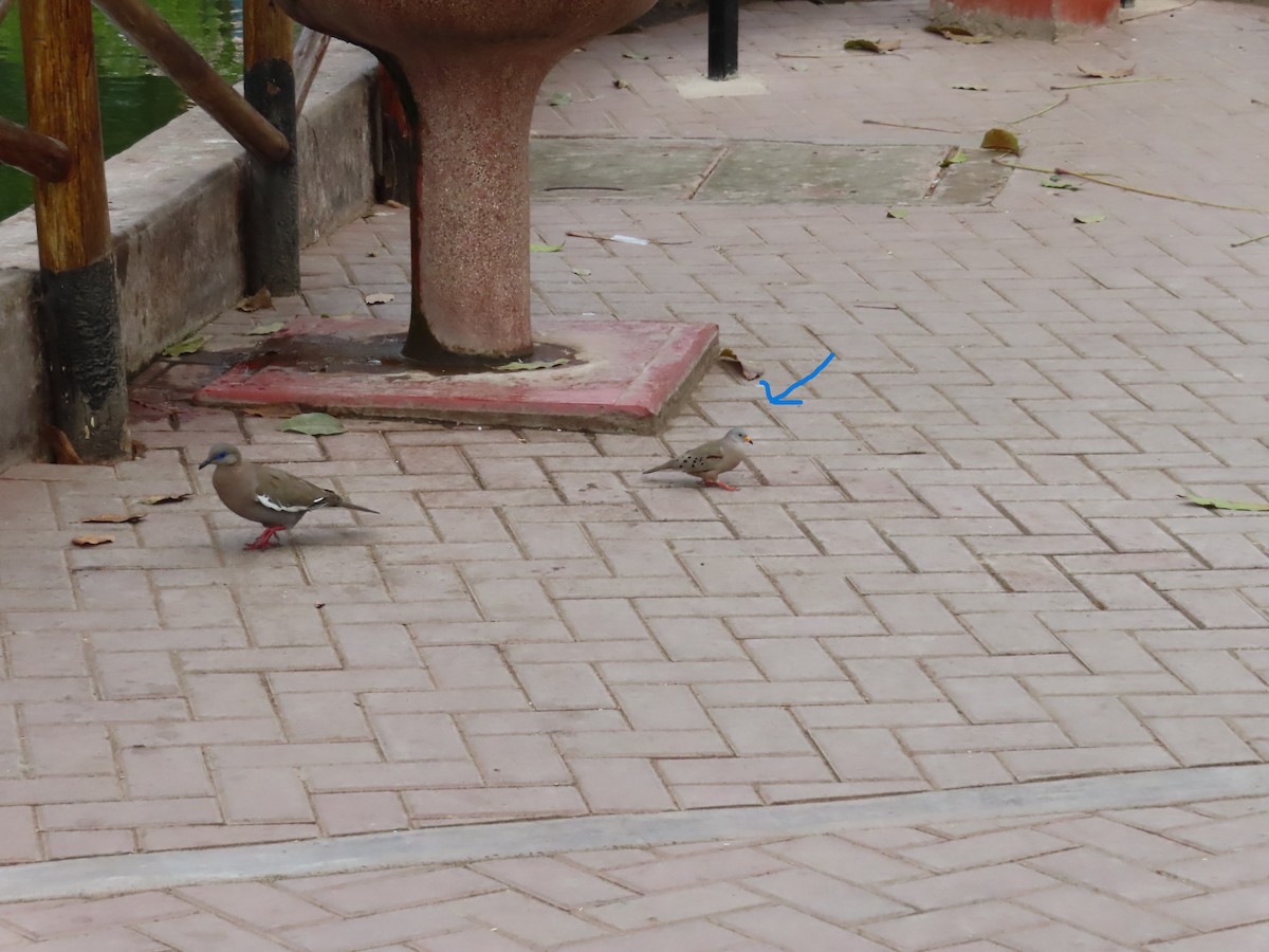 kvekkedue - ML644246938