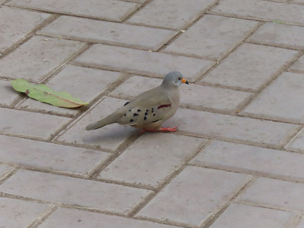 kvekkedue - ML644246939