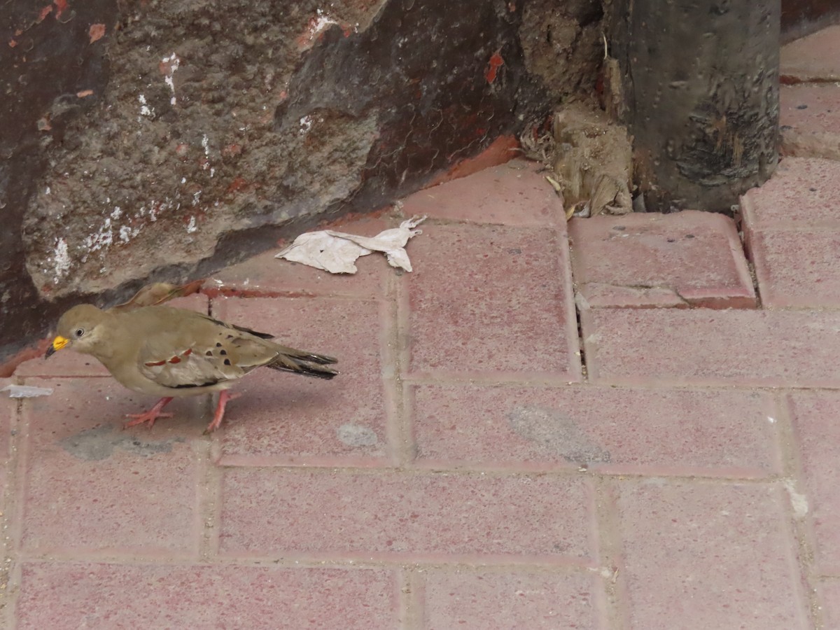 kvekkedue - ML644246940