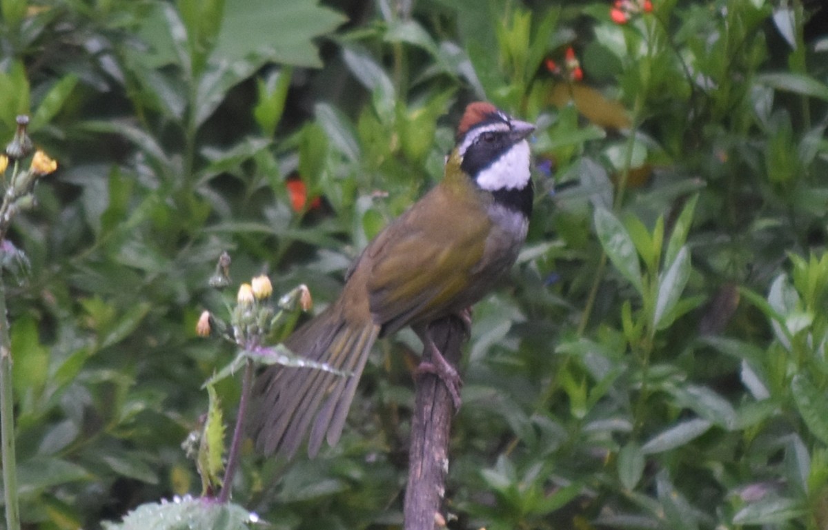 Collared Towhee - ML644246941