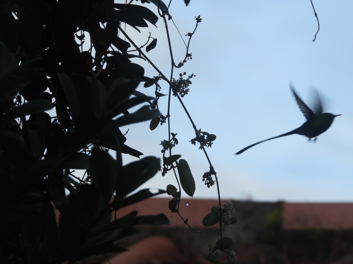 Green-tailed Trainbearer - ML644246943