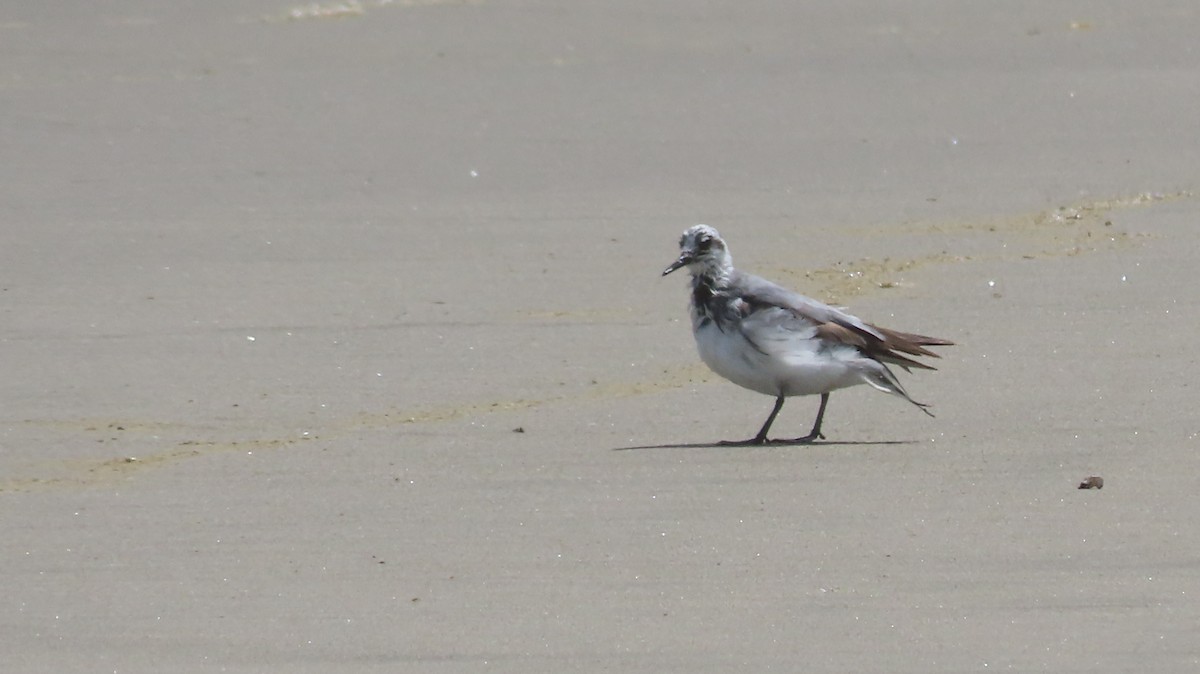 Phalarope à bec large - ML644246954