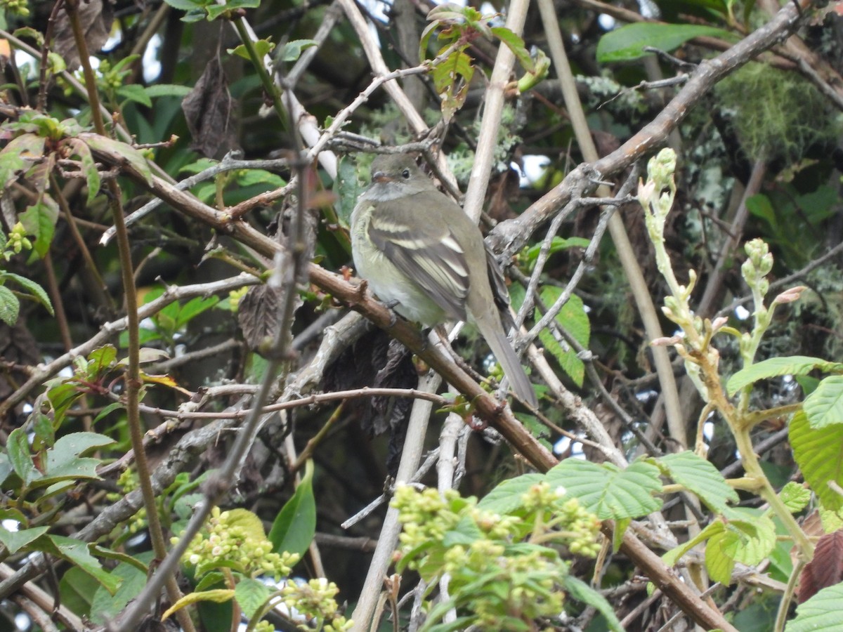 シラギクタイランチョウ - ML644246956