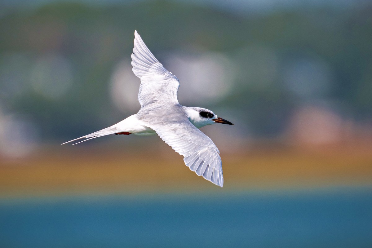 メリケンアジサシ - ML644246959