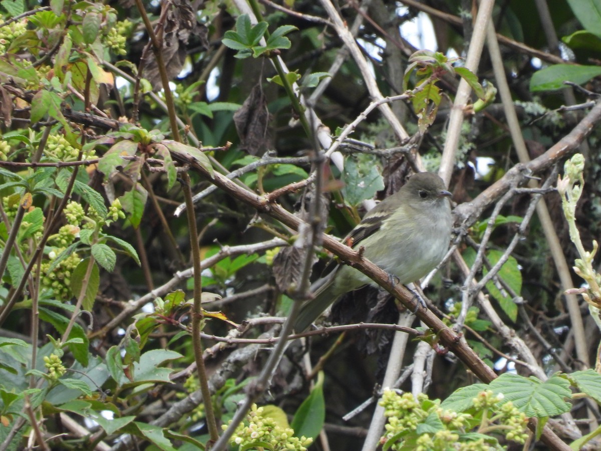 シラギクタイランチョウ - ML644246963