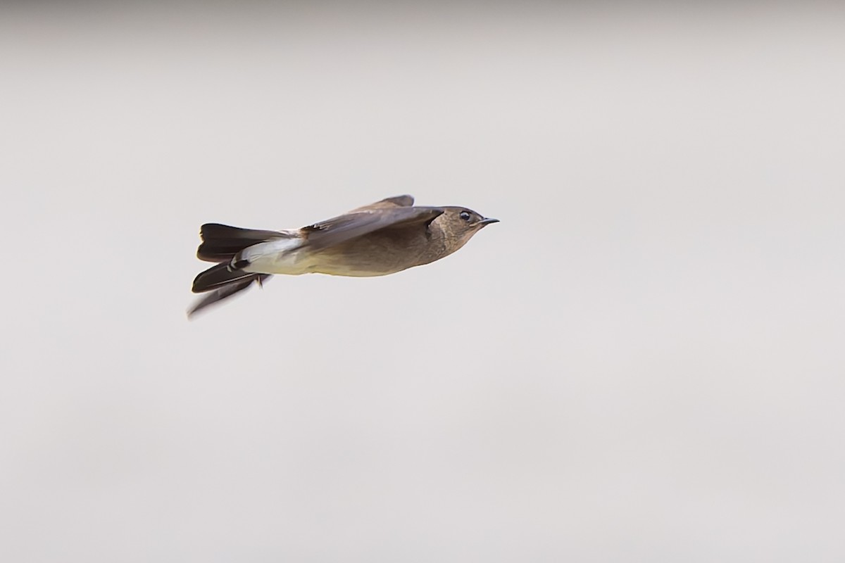 Golondrina Gorjirrufa - ML644246964