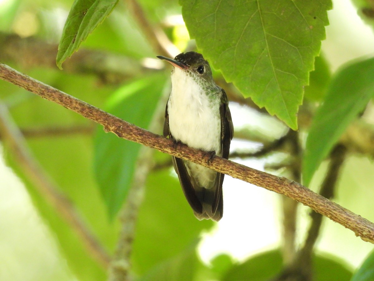 White-bellied Emerald - ML644246972