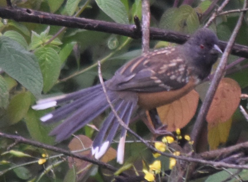 flekktovi - ML644246989