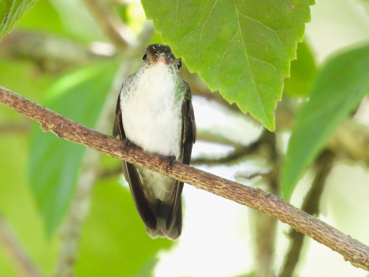 White-bellied Emerald - ML644246991
