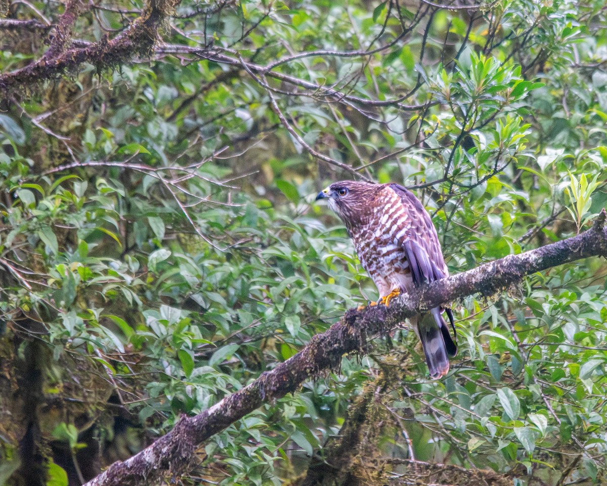 Broad-winged Hawk - ML644246996