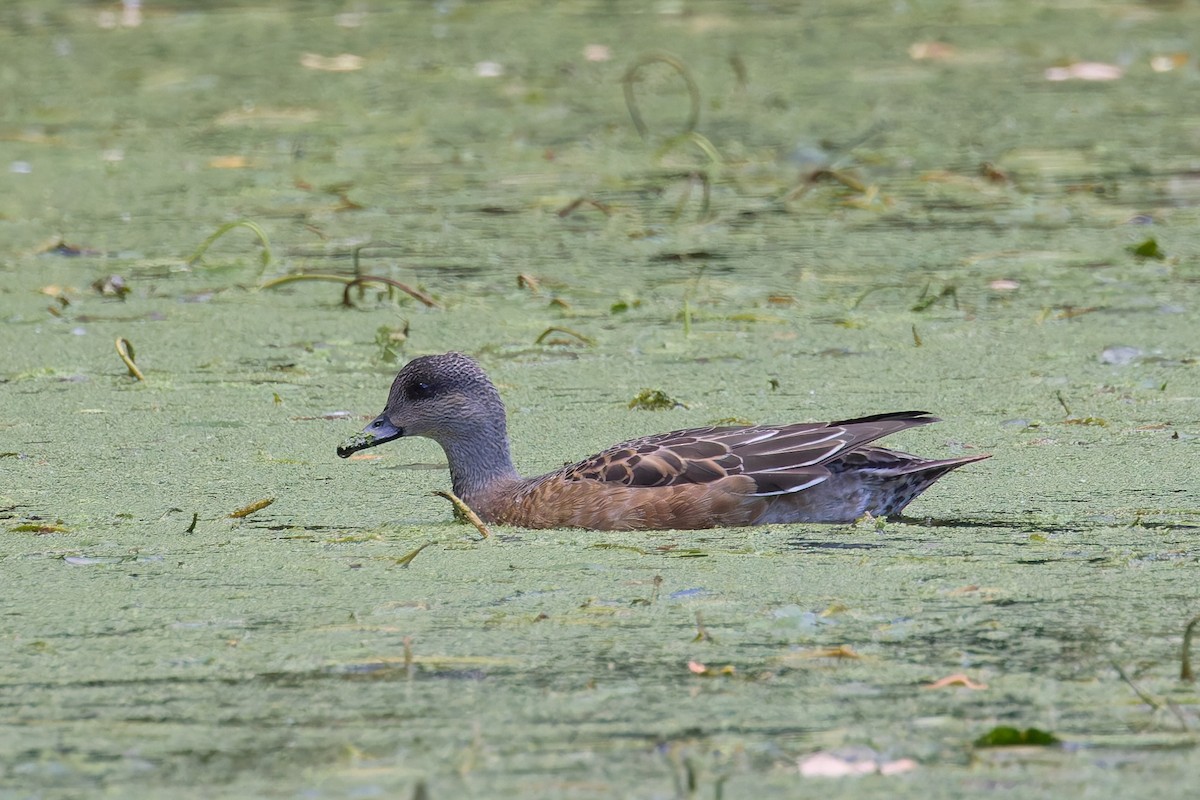 Amerika Fiyusu - ML644247000