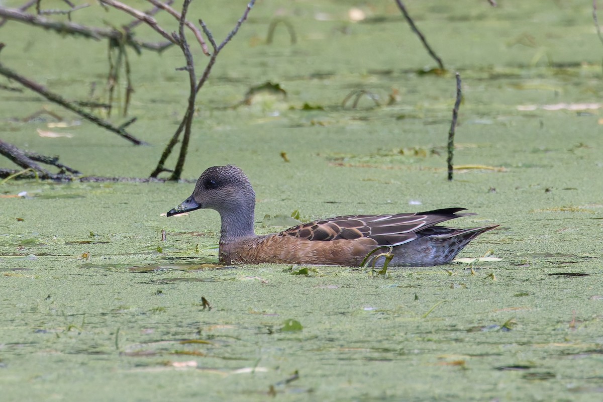 Amerika Fiyusu - ML644247002