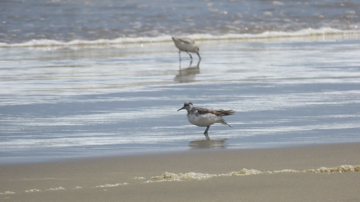 Phalarope à bec large - ML644247003