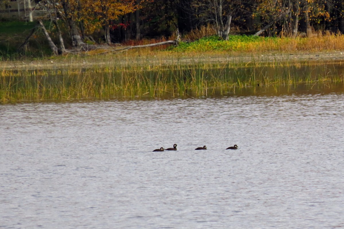 Black Scoter - ML644247004