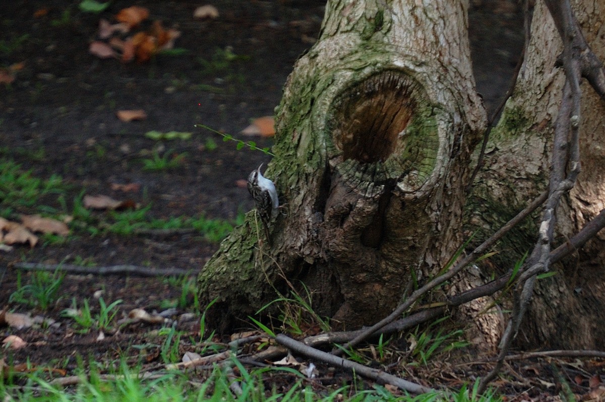 Brown Creeper - ML644247017