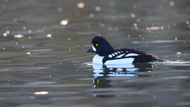 Гоголь ісландський - ML644247020