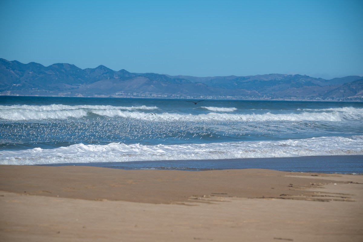 Txirri zuria - ML644247025