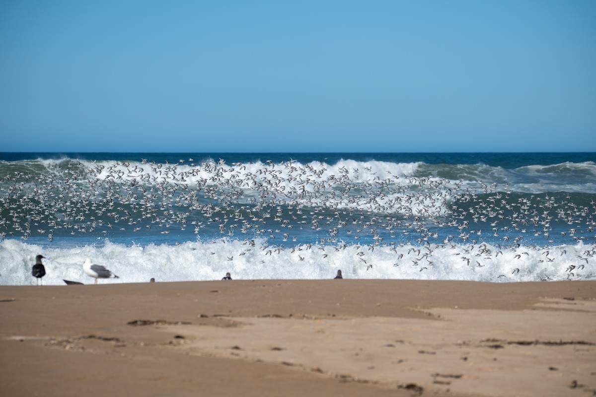 Txirri zuria - ML644247026