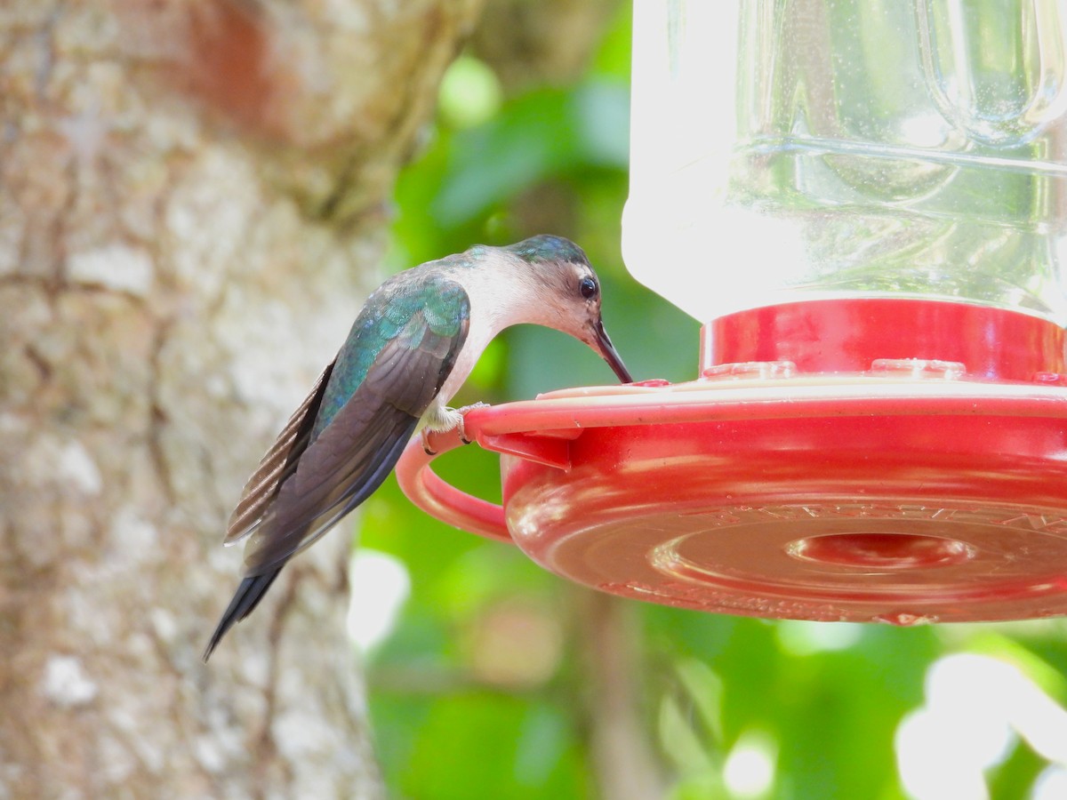 Wedge-tailed Sabrewing - ML644247044