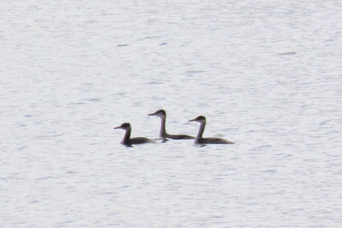 Red-necked Grebe - ML644247048