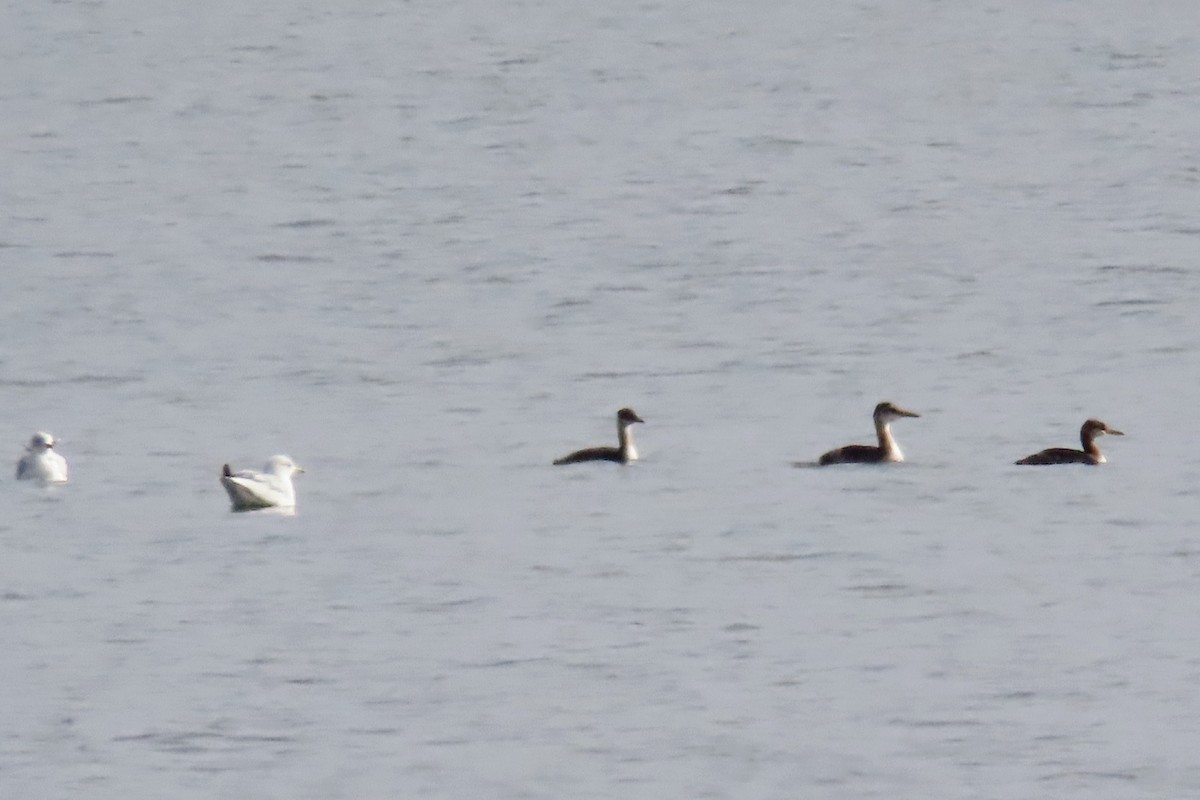 Red-necked Grebe - ML644247049
