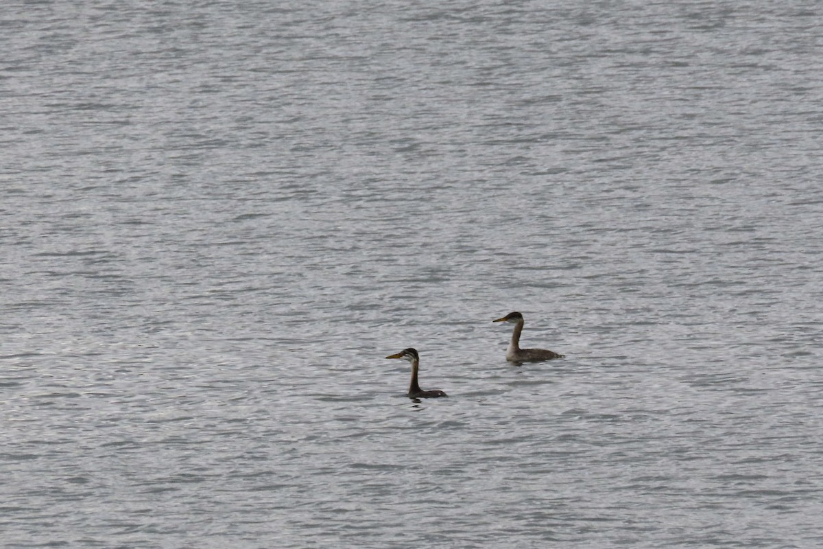 Red-necked Grebe - ML644247050