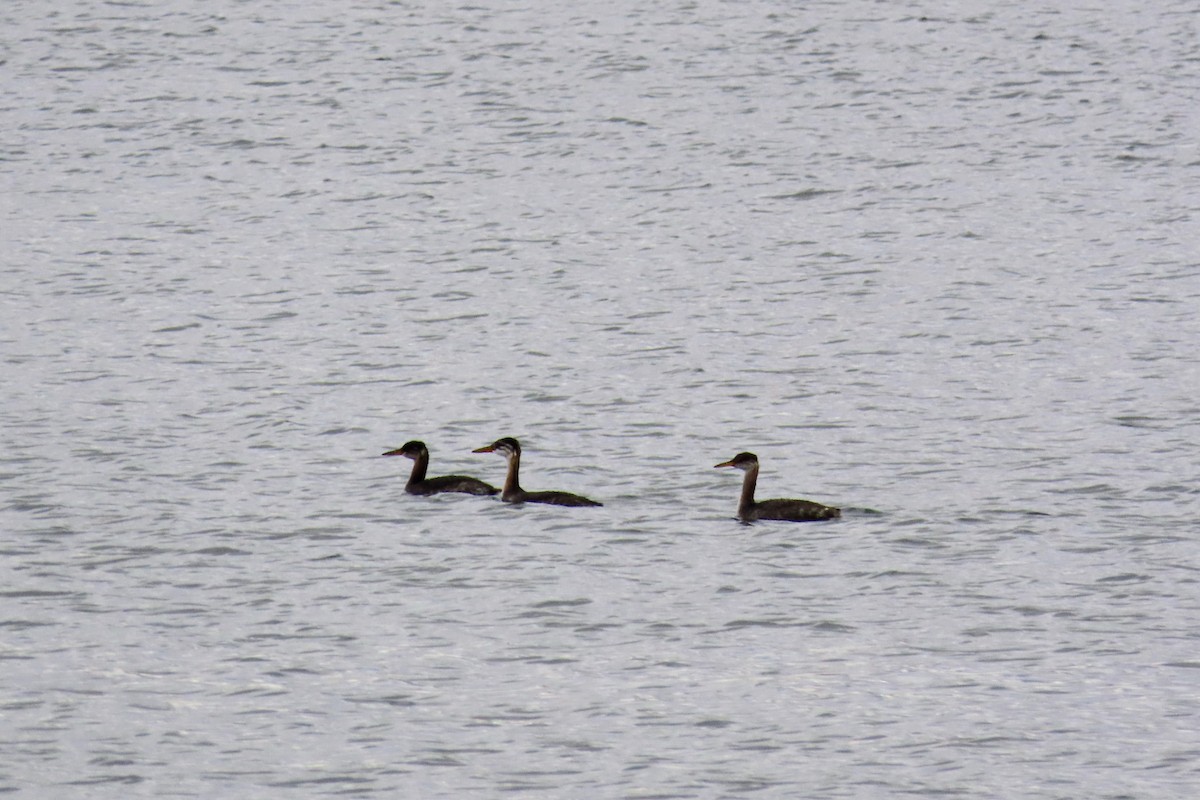 Red-necked Grebe - ML644247051