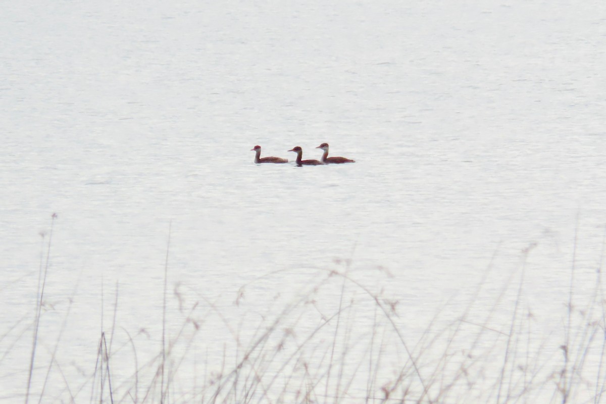 Red-necked Grebe - ML644247052
