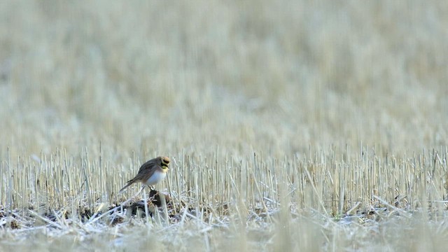 Horned Lark - ML644247058