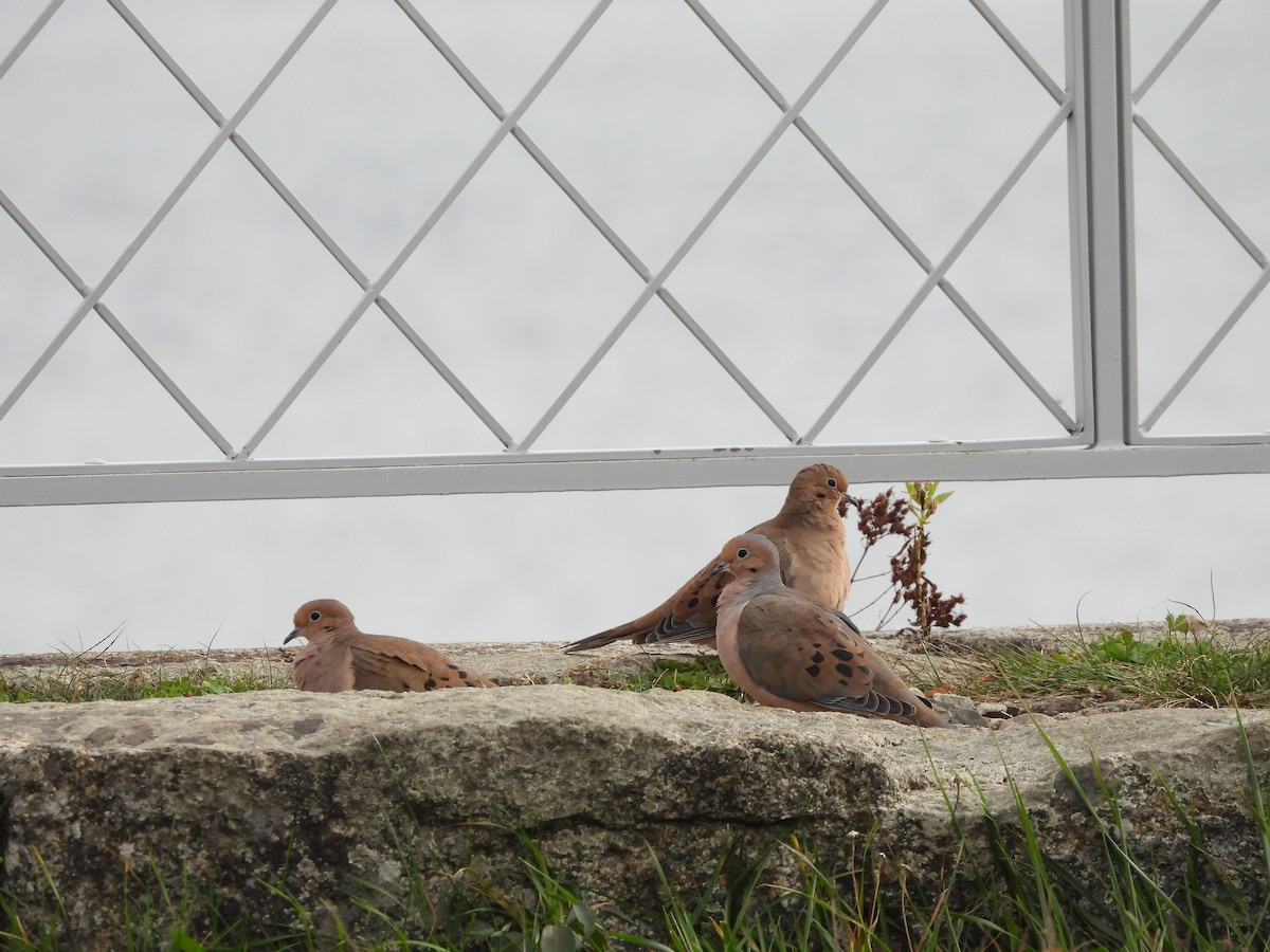 Mourning Dove - ML644247072