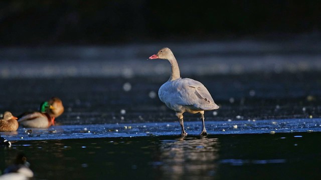 Лебідь чорнодзьобий (підвид columbianus) - ML644247075
