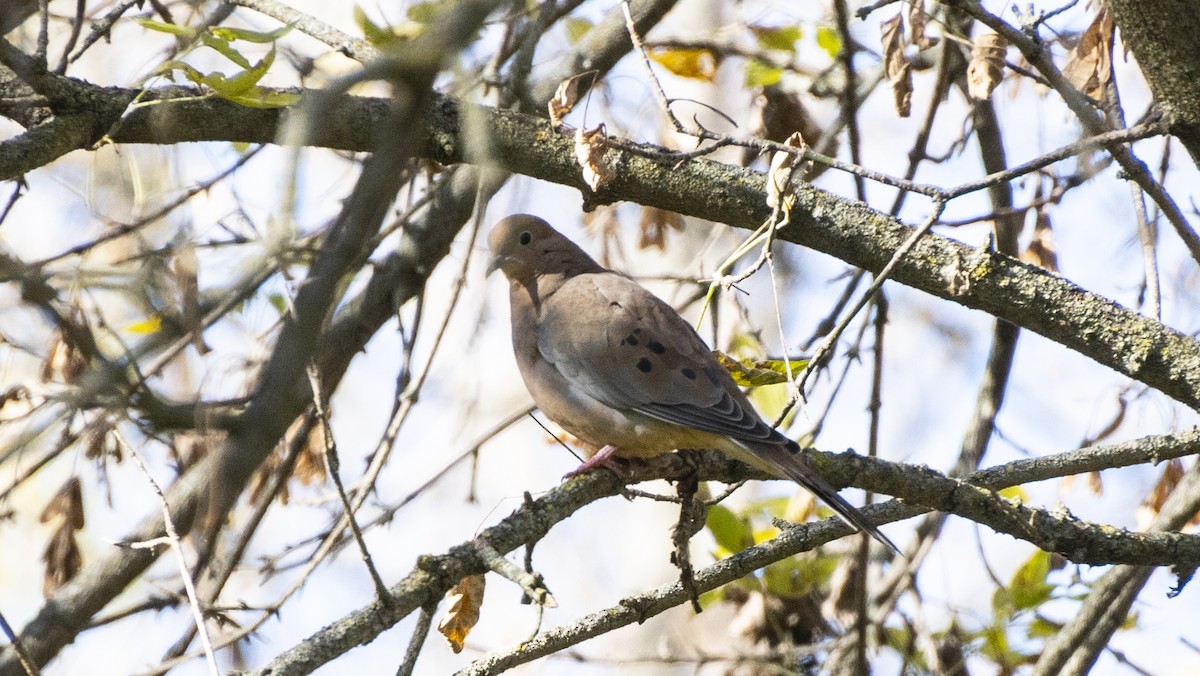 Mourning Dove - ML644247092
