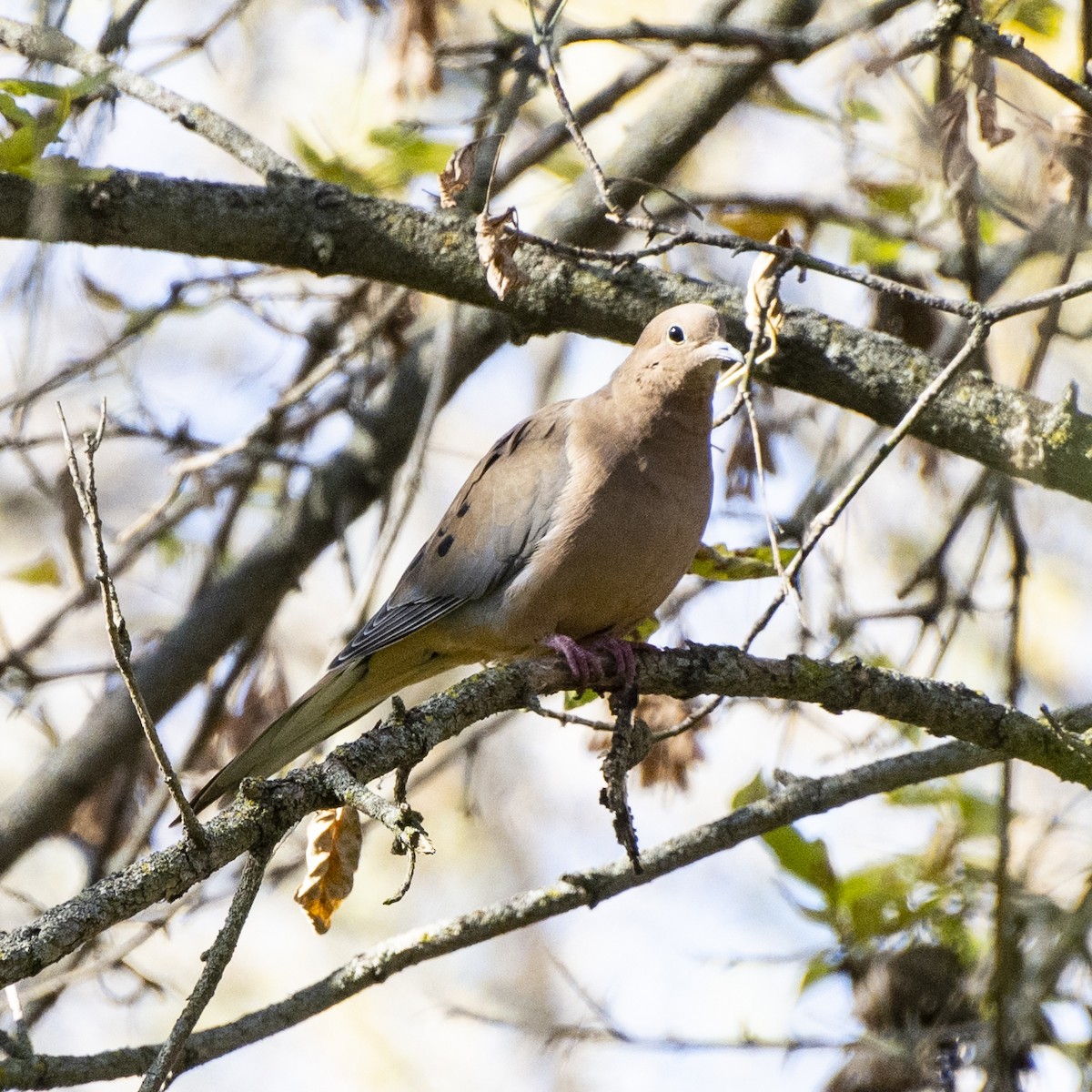 Mourning Dove - ML644247093