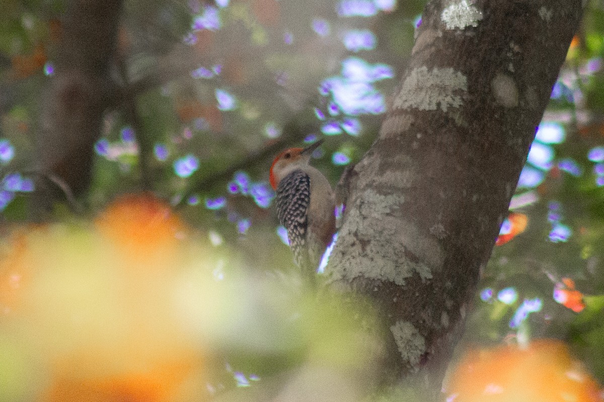 Red-bellied Woodpecker - ML644247101