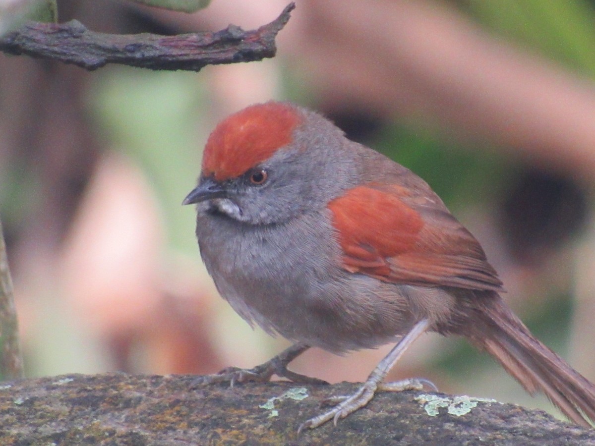 Spix's Spinetail - ML644247106