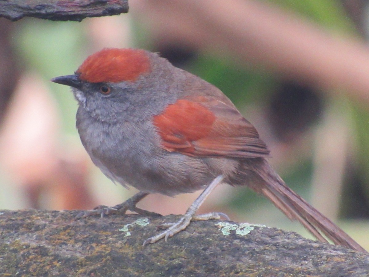 Spix's Spinetail - ML644247107