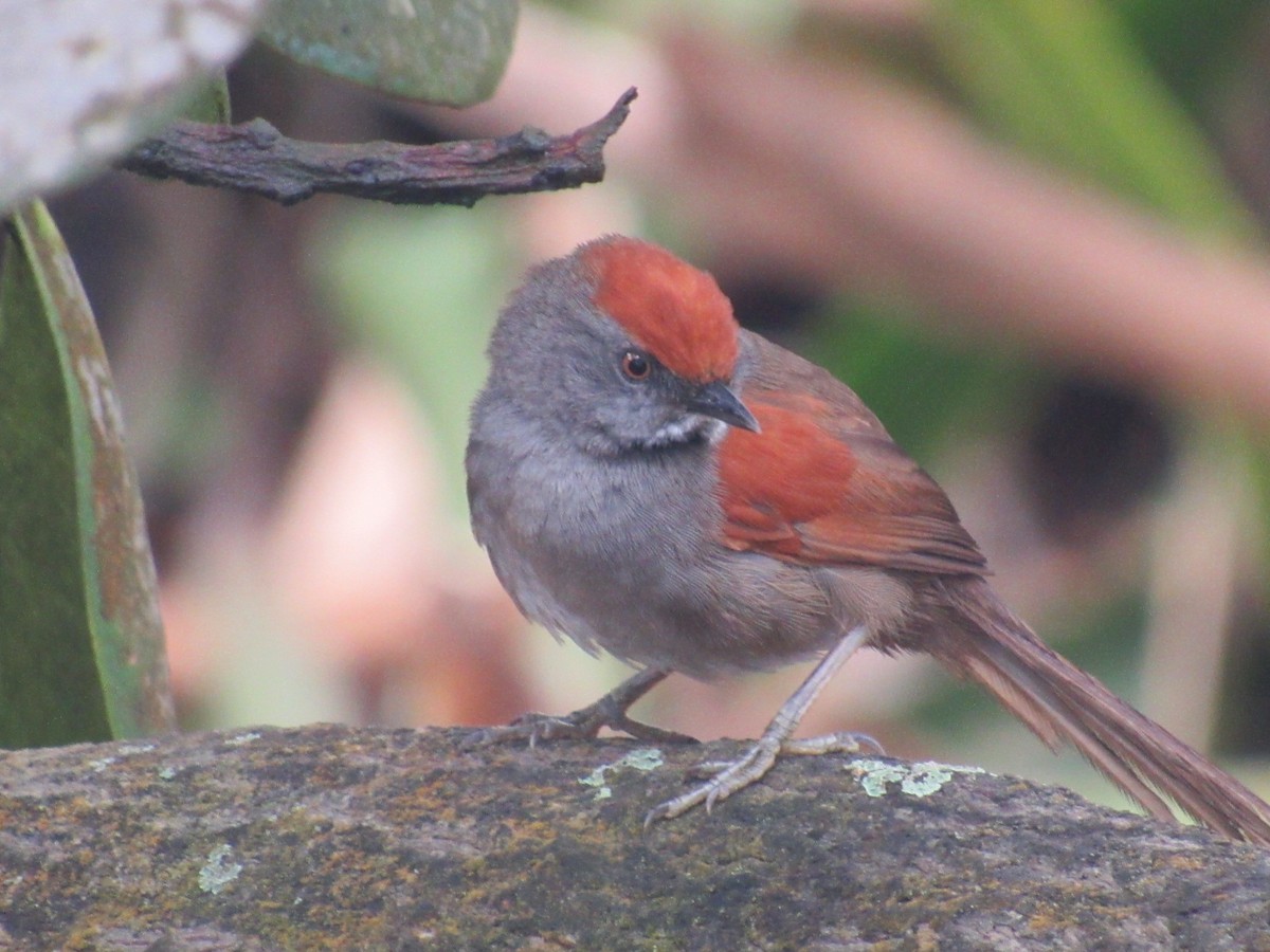 Spix's Spinetail - ML644247108