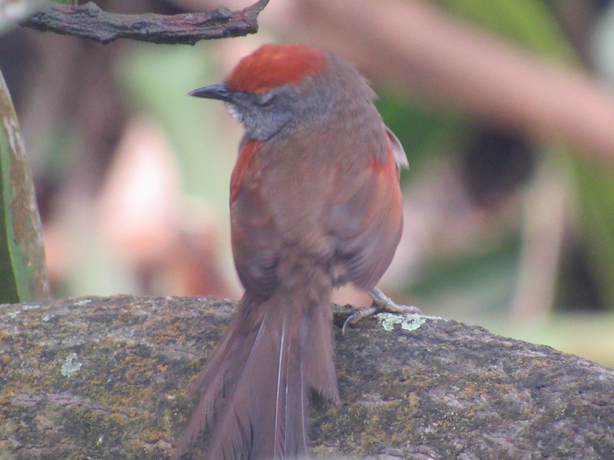 Spix's Spinetail - ML644247109