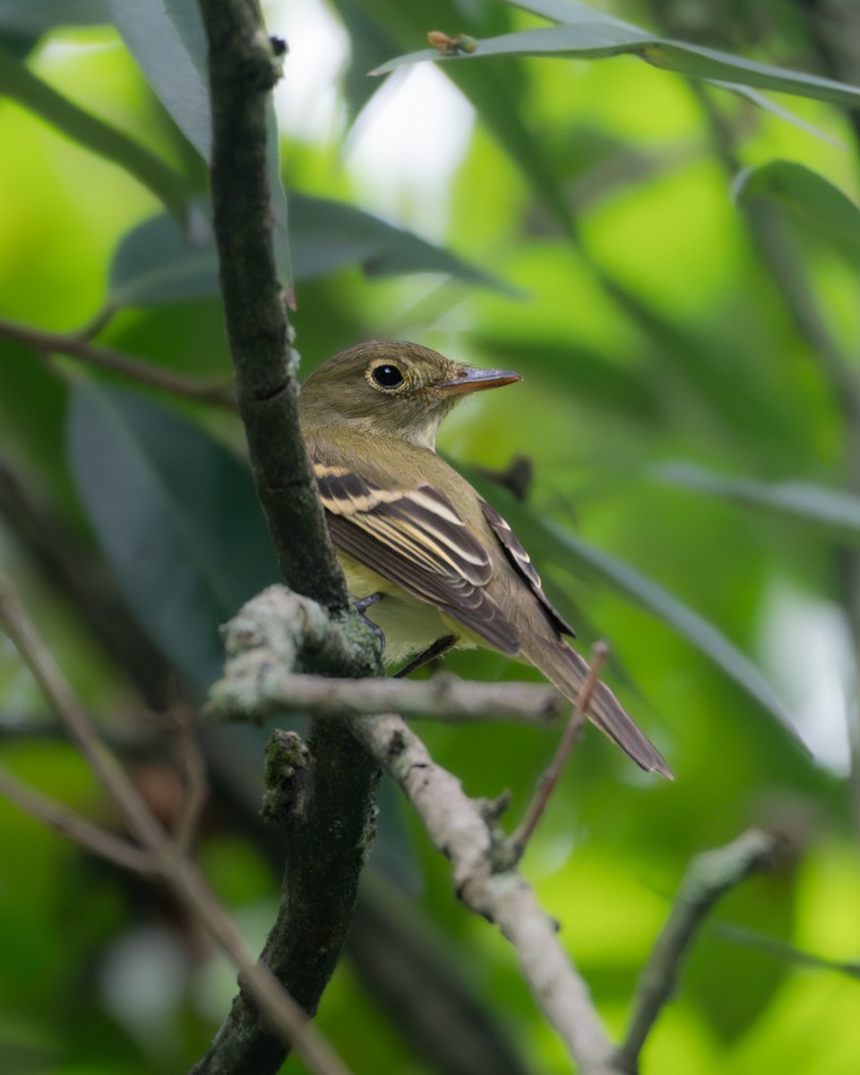 Acadian Flycatcher - ML644247120