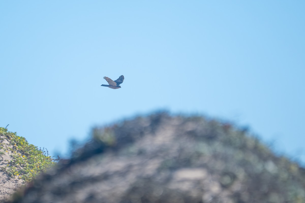 krahujec americký - ML644247139