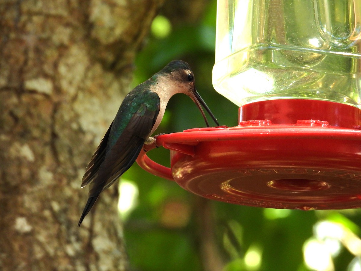 Wedge-tailed Sabrewing - ML644247148