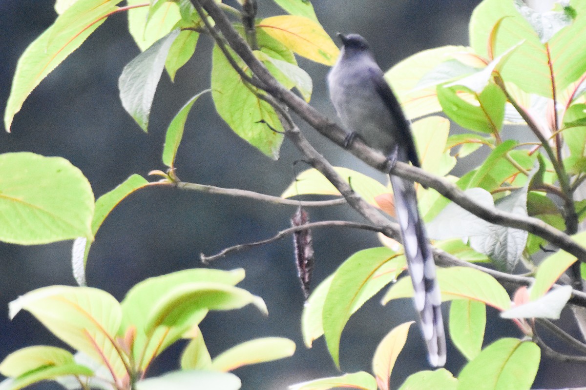 Long-tailed Sibia - ML644247169
