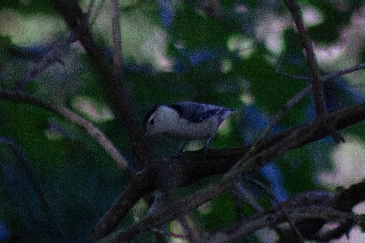 Sittelle à poitrine blanche - ML644247175