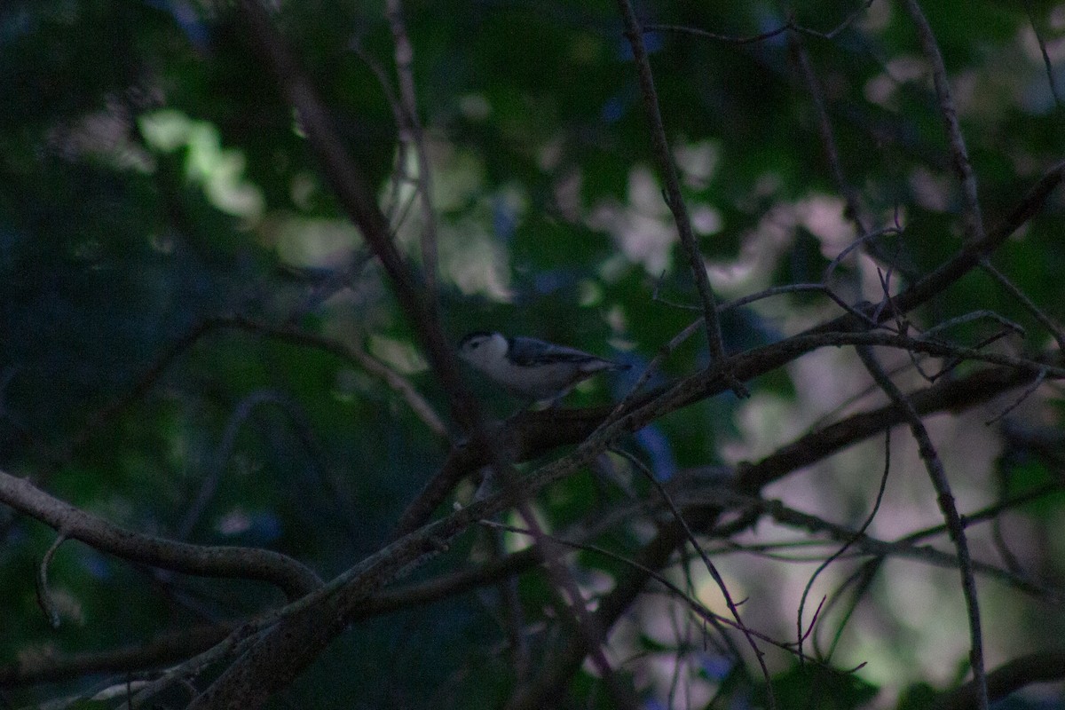 Sittelle à poitrine blanche - ML644247176