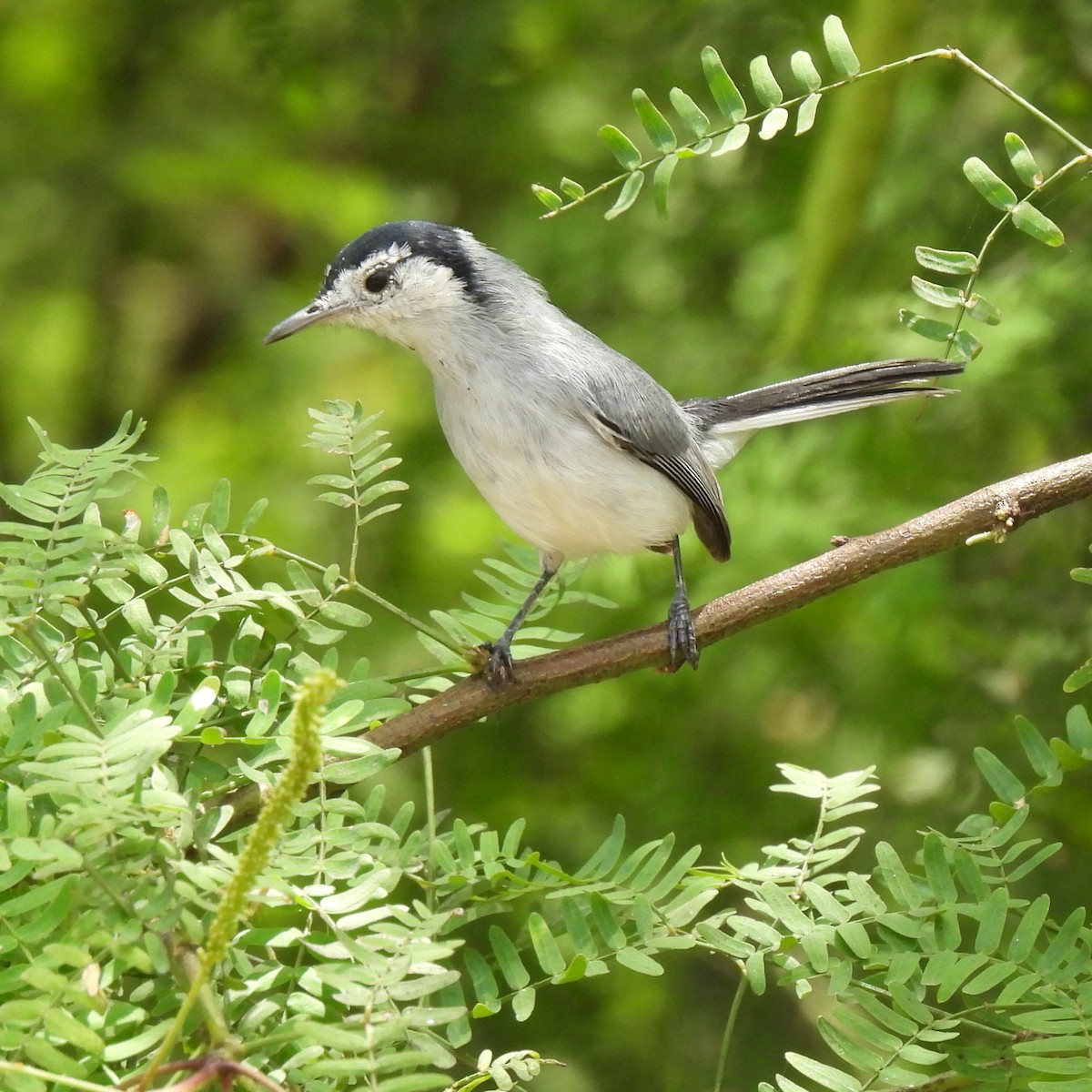 White-browed Gnatcatcher - ML644247184