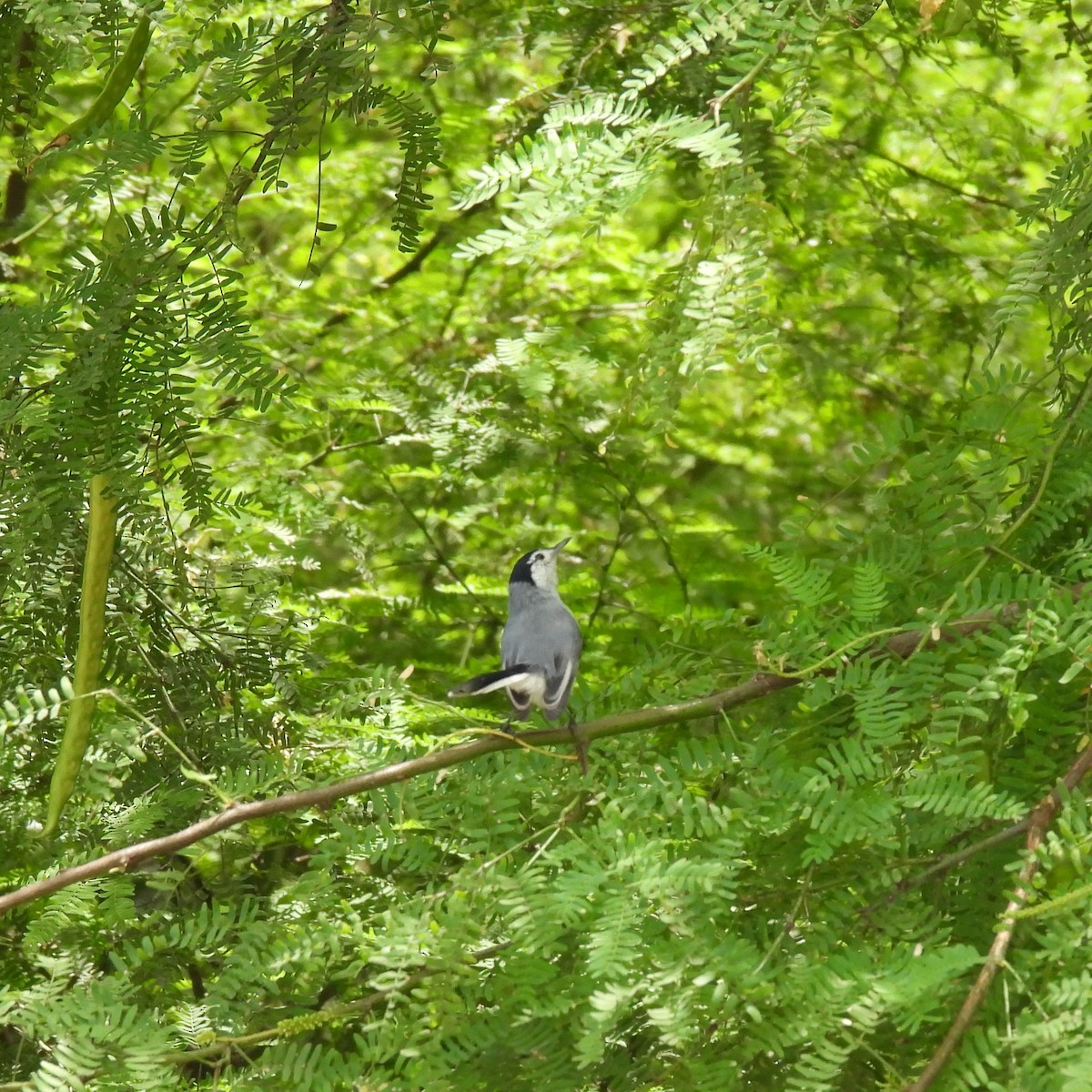 White-browed Gnatcatcher - ML644247185