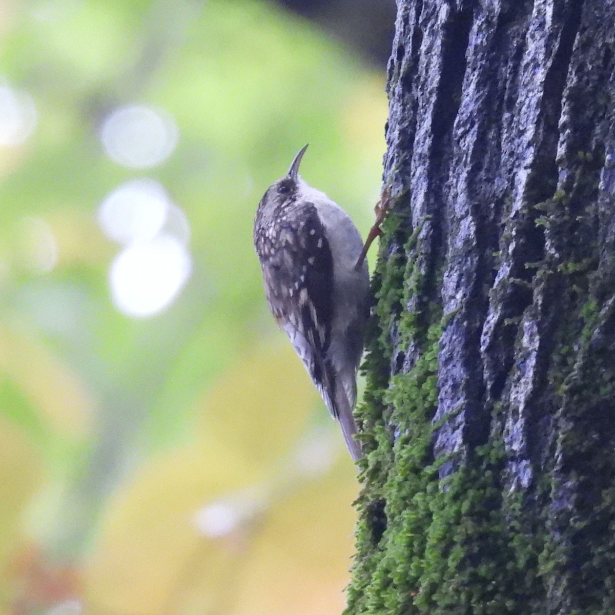 Brown Creeper - ML644247191