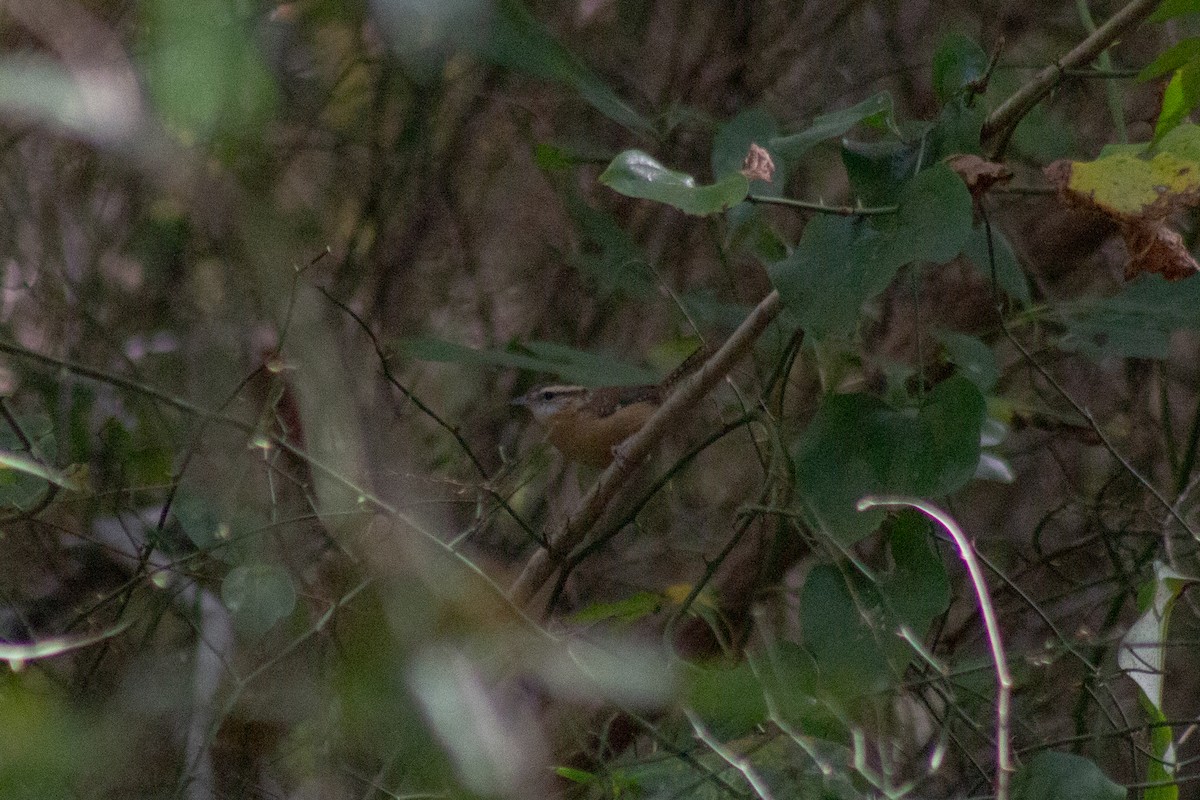 Carolina Wren - ML644247193