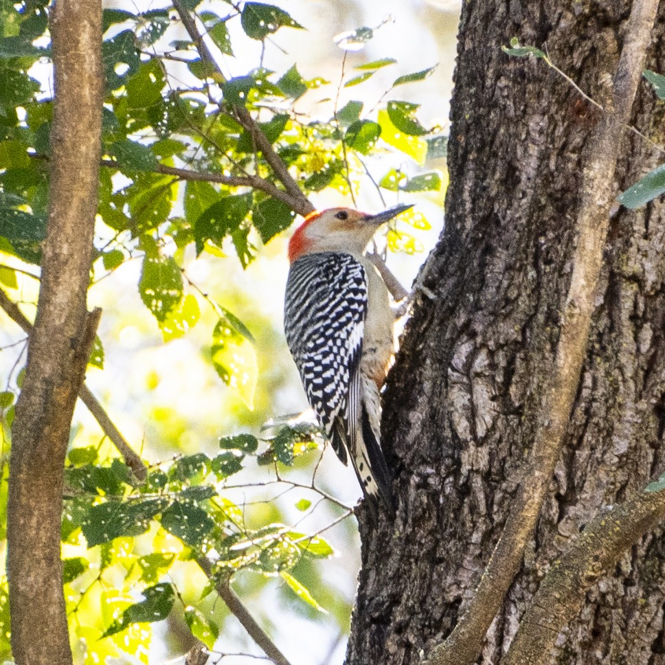 lundspett - ML644247195